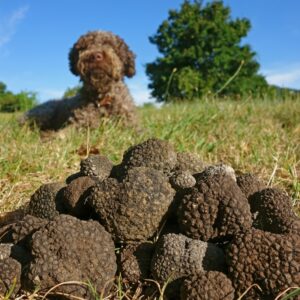 truffe-chien-300x300.jpg