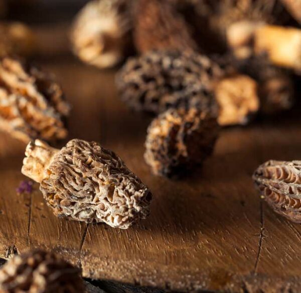 morilles-600x585.jpg