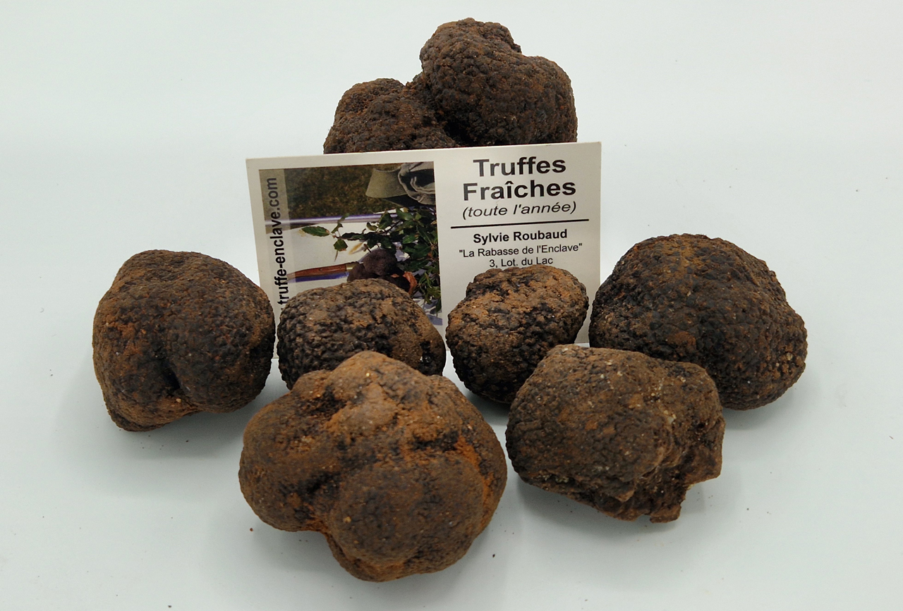 Truffes fraîches tuber melanosporum achat en ligne livraison en France